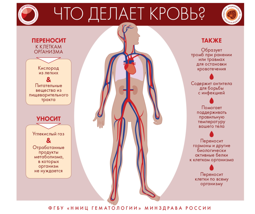 кровь 6.jpg кровь 6.jpg