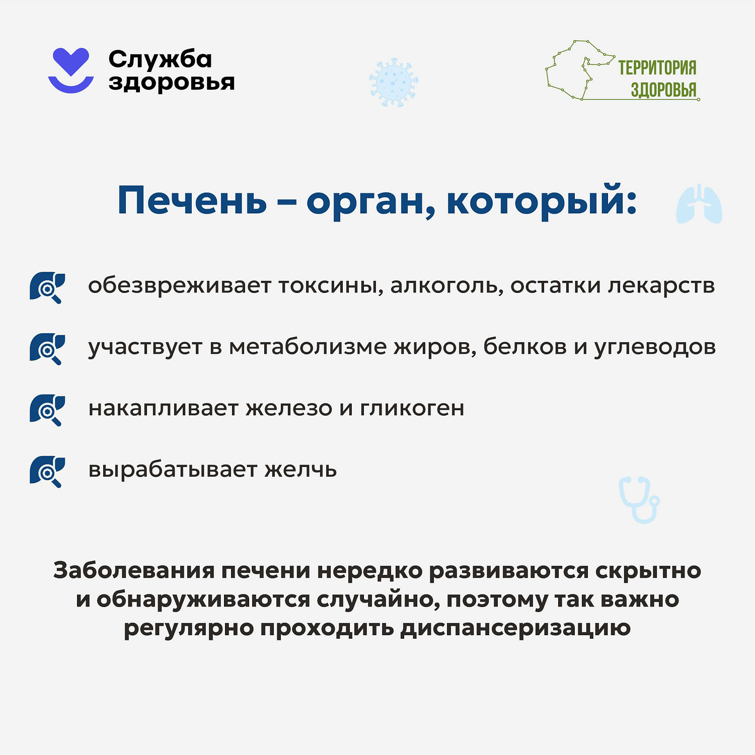 Печень — это не просто орган, это наш главный «фильтр» и щит